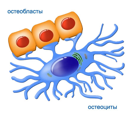 строение костной ткани