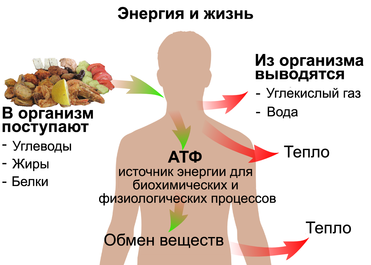 энергетический обмен человека