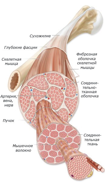 сухожилия